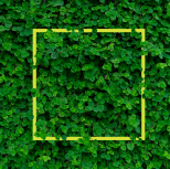 Yellow square outline in green bushes